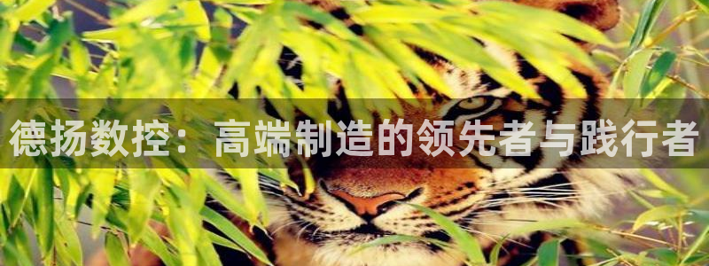 天辰娱乐675138